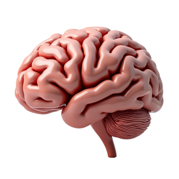 brain.png